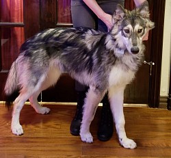 Mystic - personal service dog for migraines and anxiety