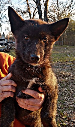 Eclipse - personal service dog for PTSD